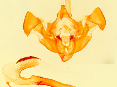 genitalia view of adult Xylomoia indirecta