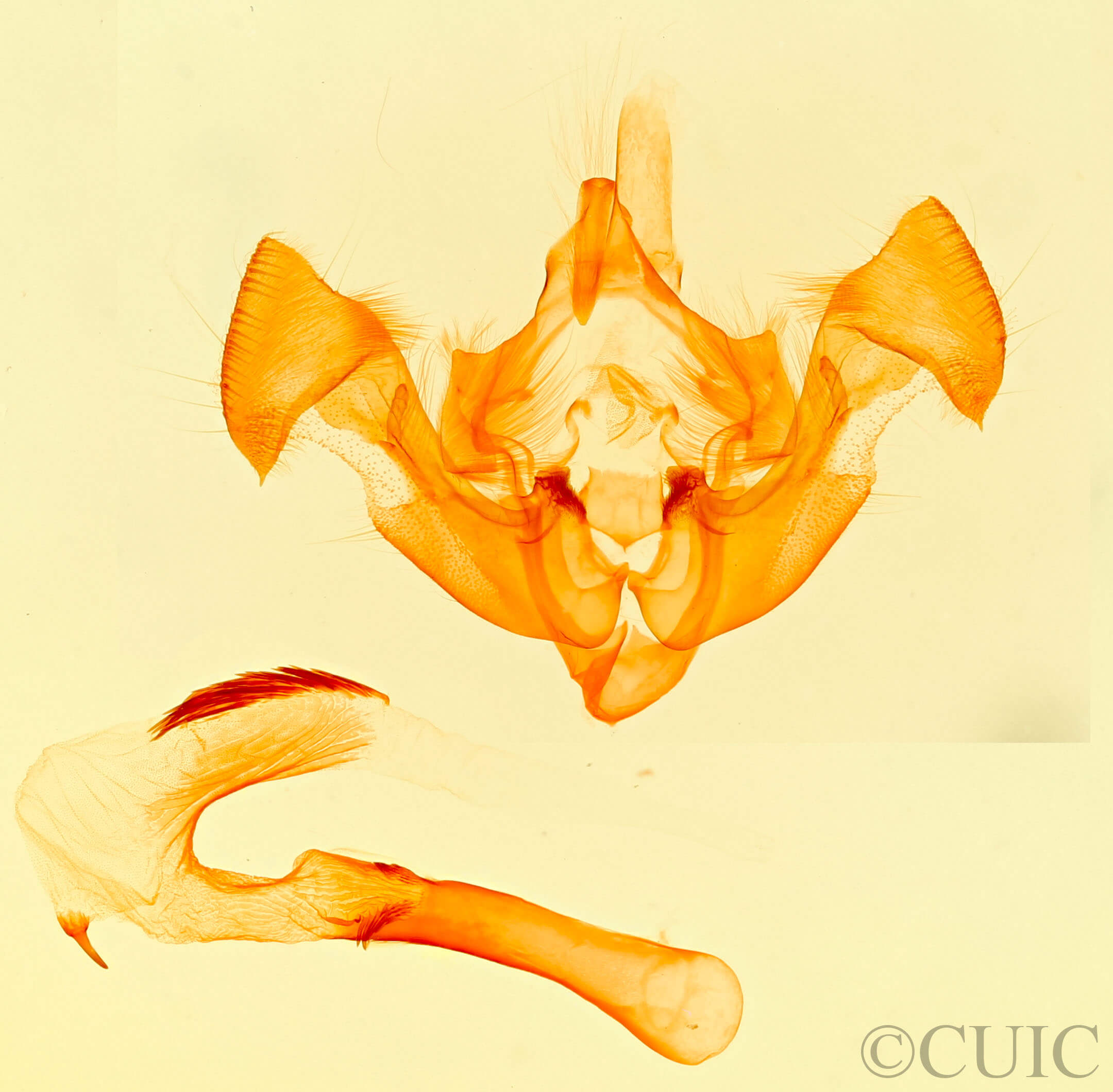 genitalia view of adult Xylomoia indirecta