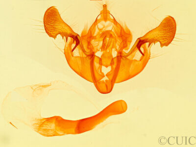 genitalia view of adult Mesapamea fractilinea albescens