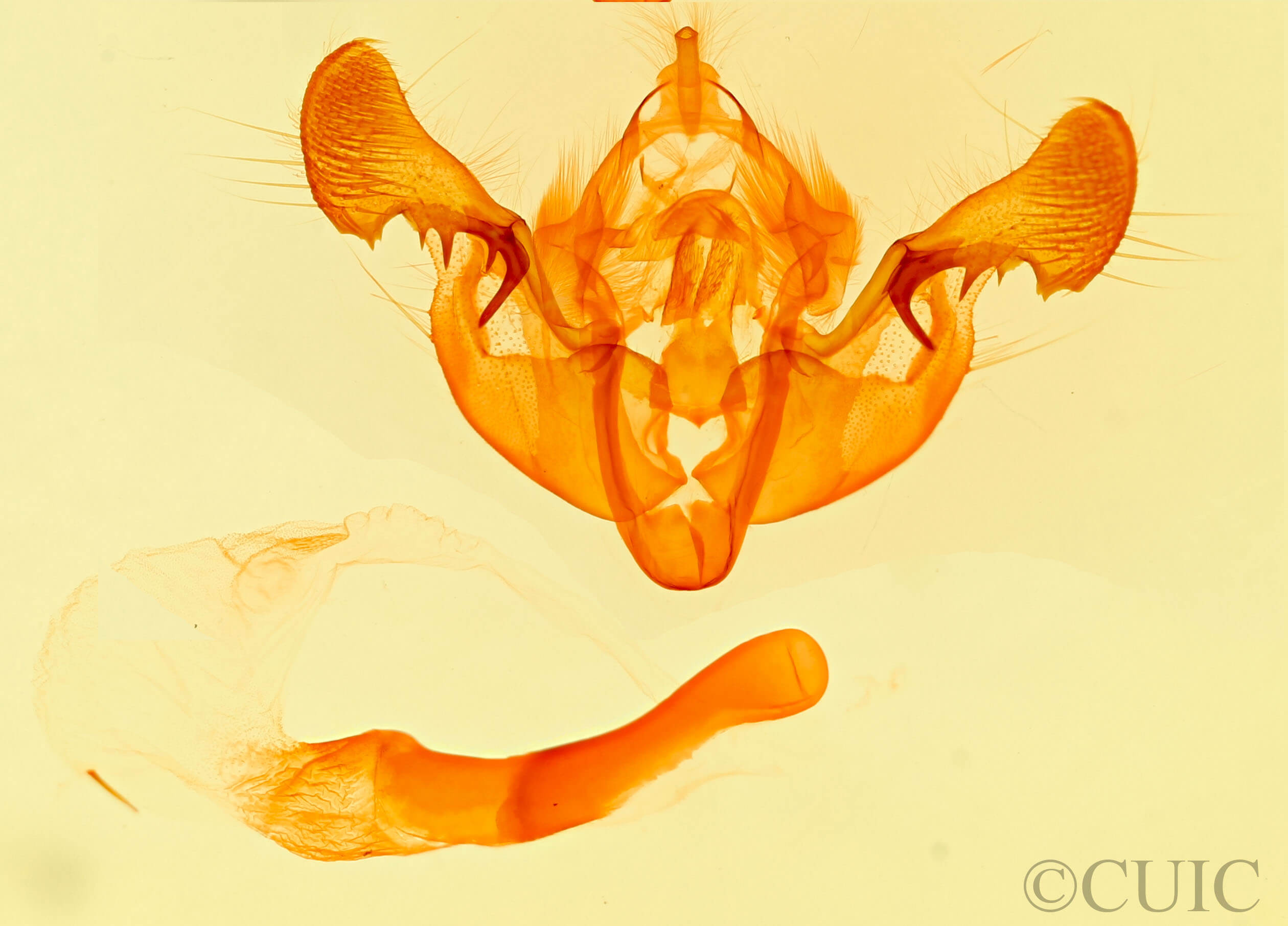 genitalia view of adult Mesapamea fractilinea albescens