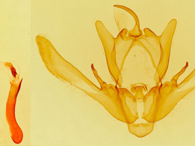 genitalia view of adult Enargia infumata?