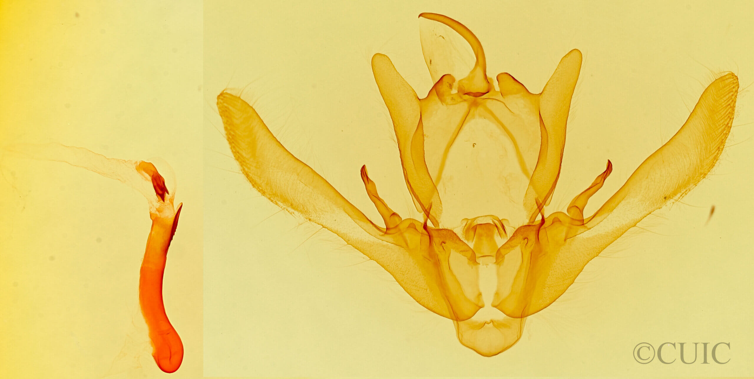 genitalia view of adult Enargia infumata?