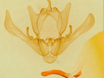 genitalia view of adult Enargia infumata?