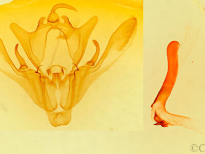 genitalia view of adult Enargia decolor