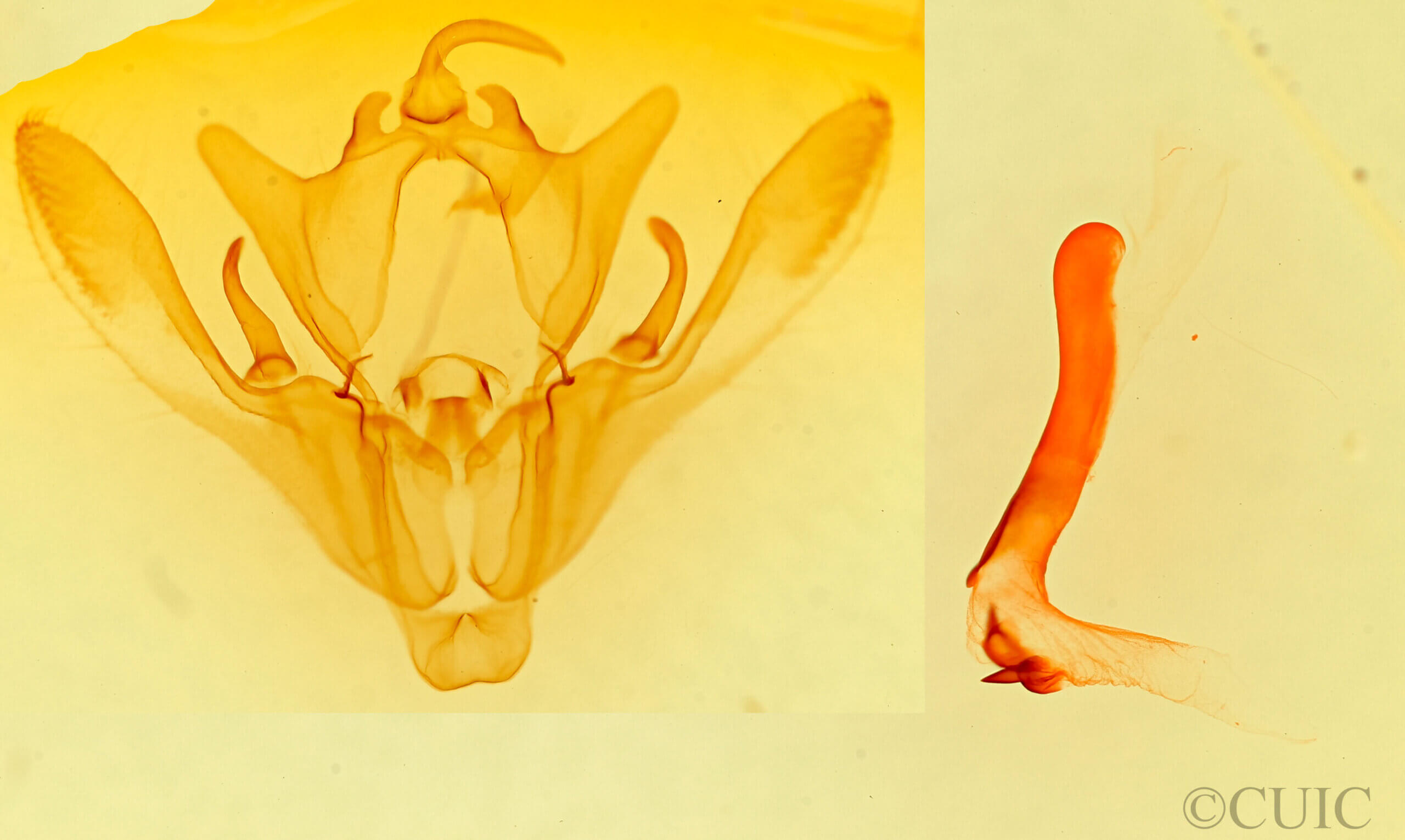 genitalia view of adult Enargia decolor