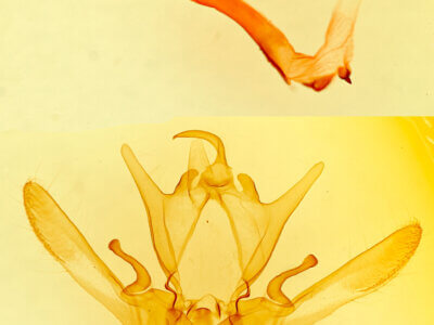 genitalia view of adult Enargia infumata?