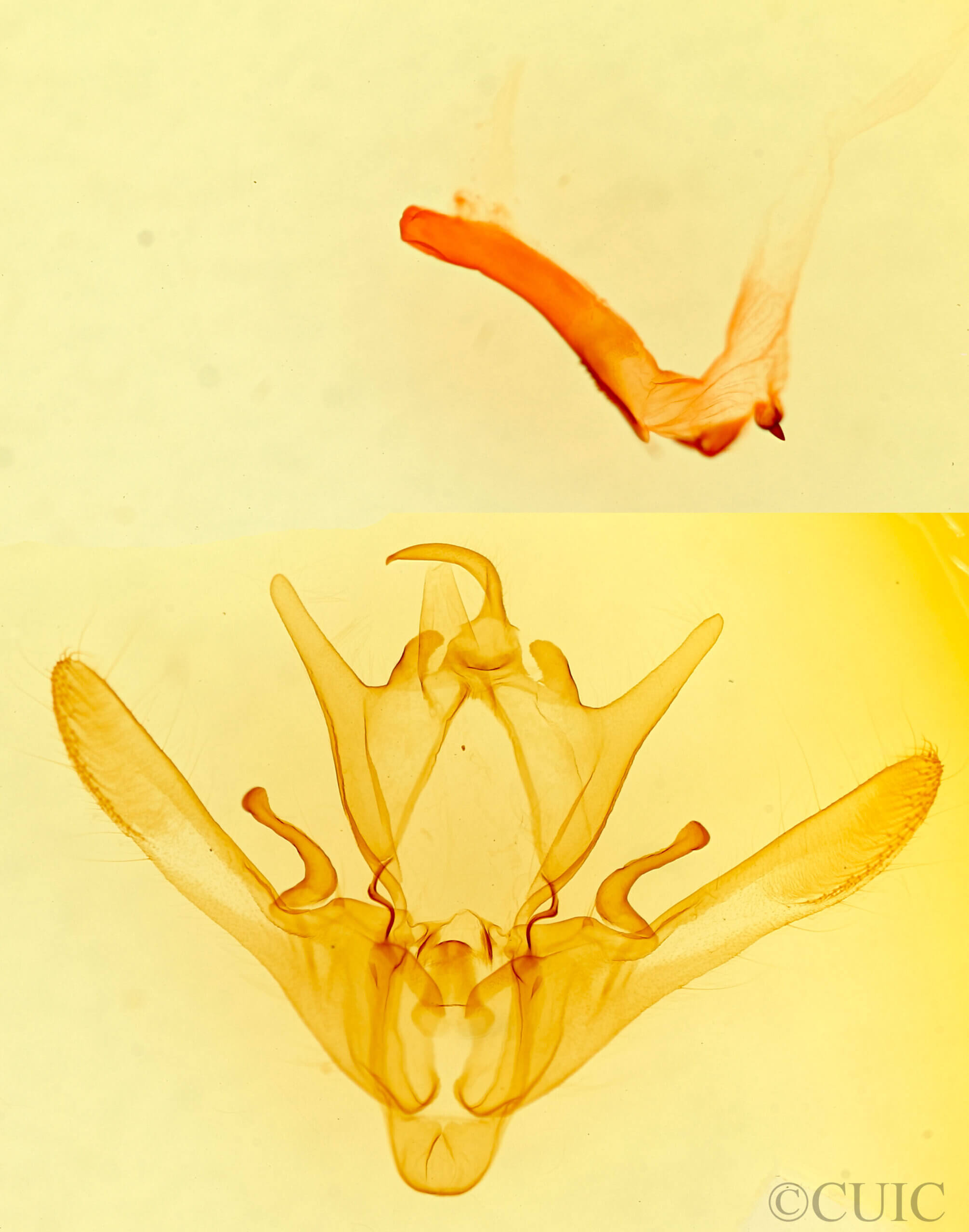 genitalia view of adult Enargia infumata?