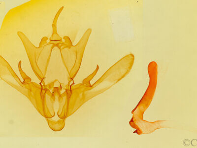 genitalia view of adult Enargia decolor