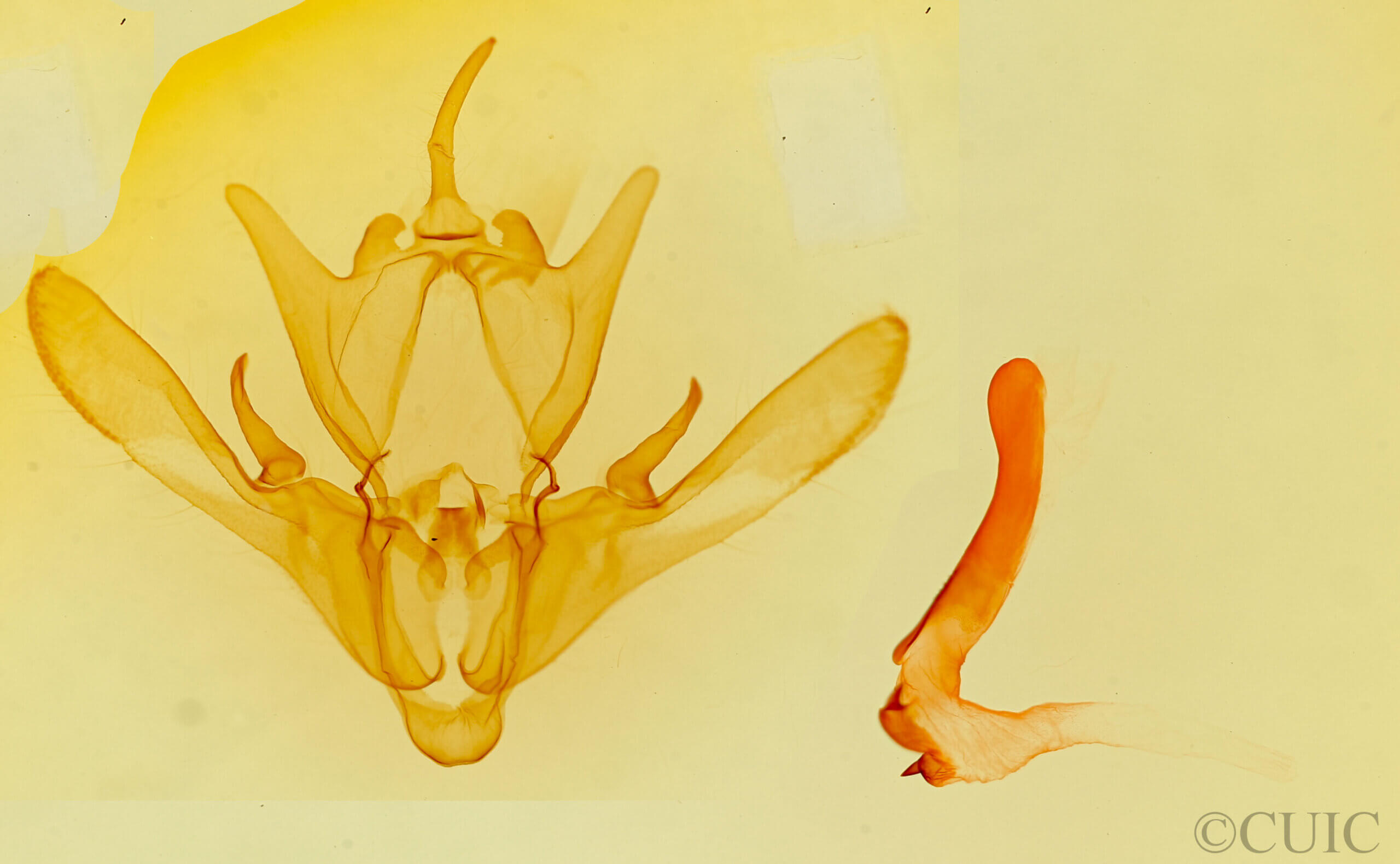 genitalia view of adult Enargia decolor