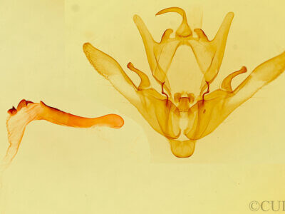 genitalia view of adult Enargia decolor