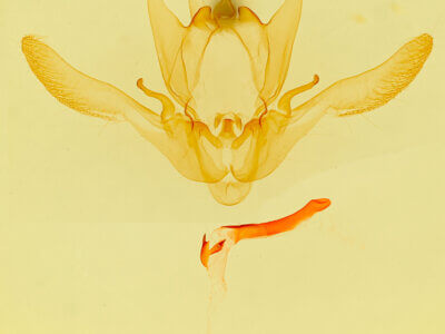 genitalia view of adult Enargia infumata