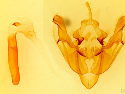 genitalia view of adult Macronoctua onusta