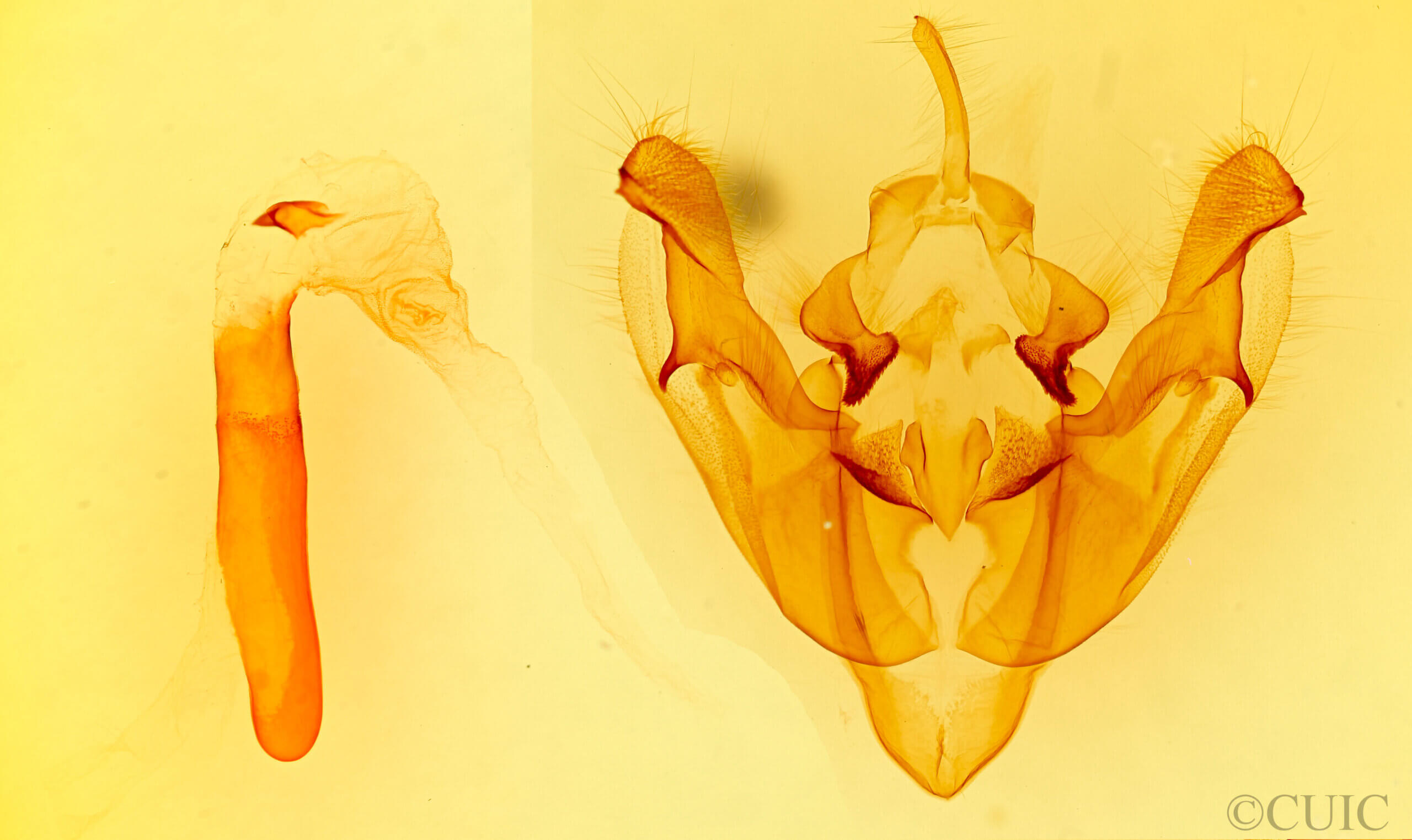 genitalia view of adult Macronoctua onusta