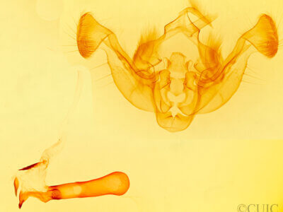 genitalia view of adult Resapamea passer