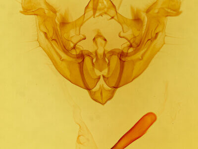 genitalia view of adult Apamea inficita