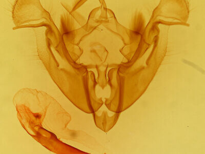 genitalia view of adult Apamea burgessi