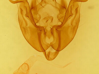 genitalia view of adult Apamea relicina