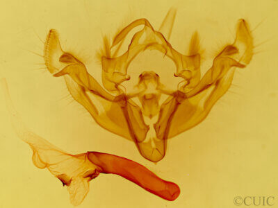 genitalia view of adult Apamea niveivenosa