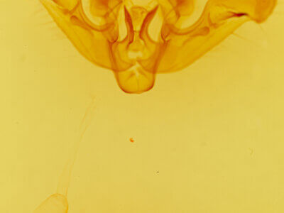 genitalia view of adult Amphipoea senilis