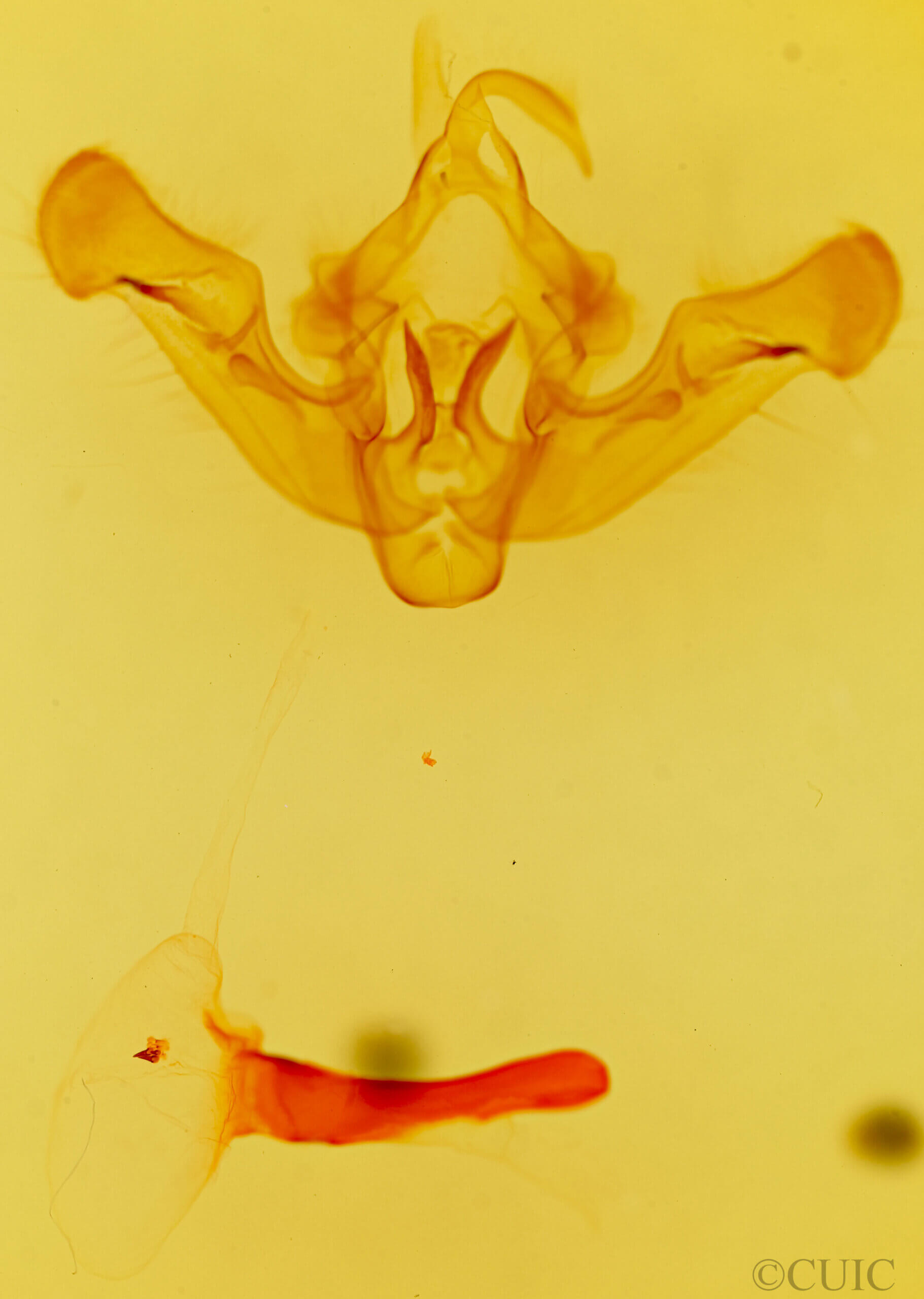 genitalia view of adult Amphipoea senilis