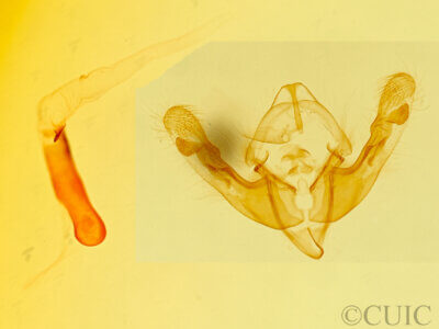 genitalia view of adult Achatodes zeae