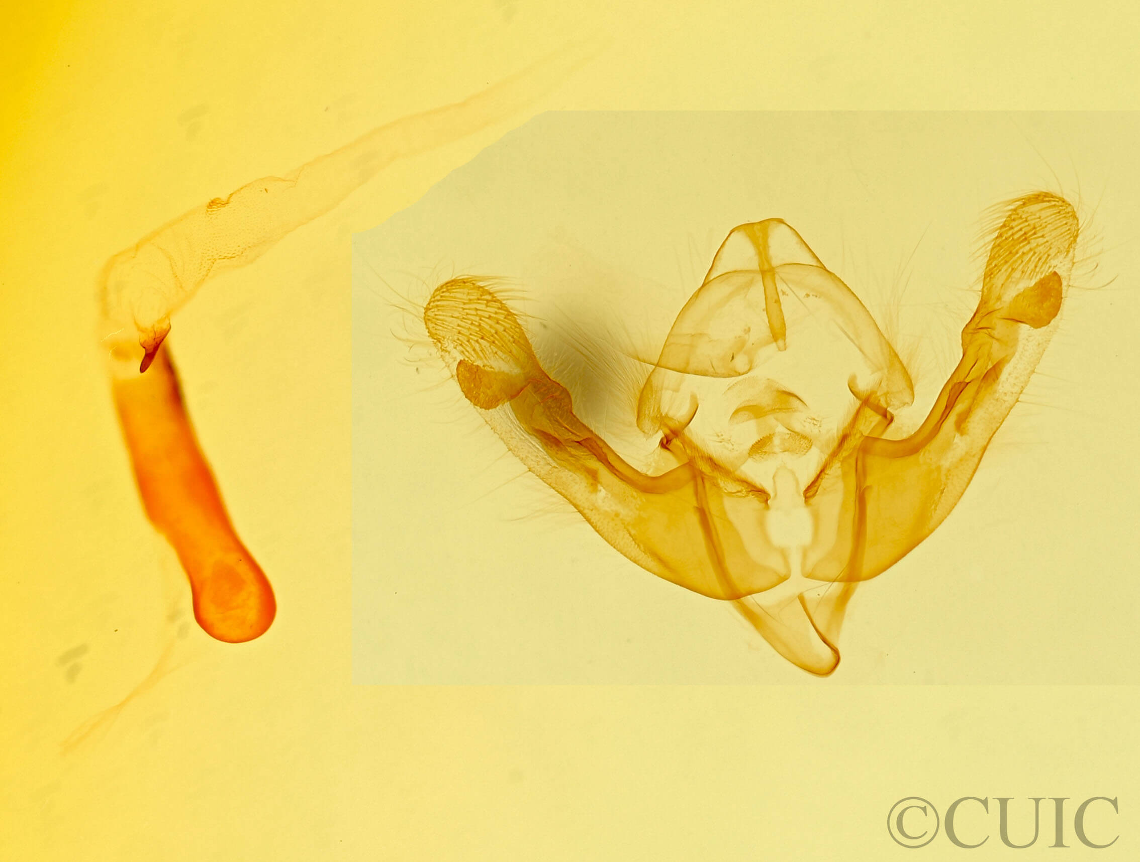 genitalia view of adult Achatodes zeae