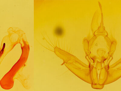 genitalia view of adult Helotropha reniformis