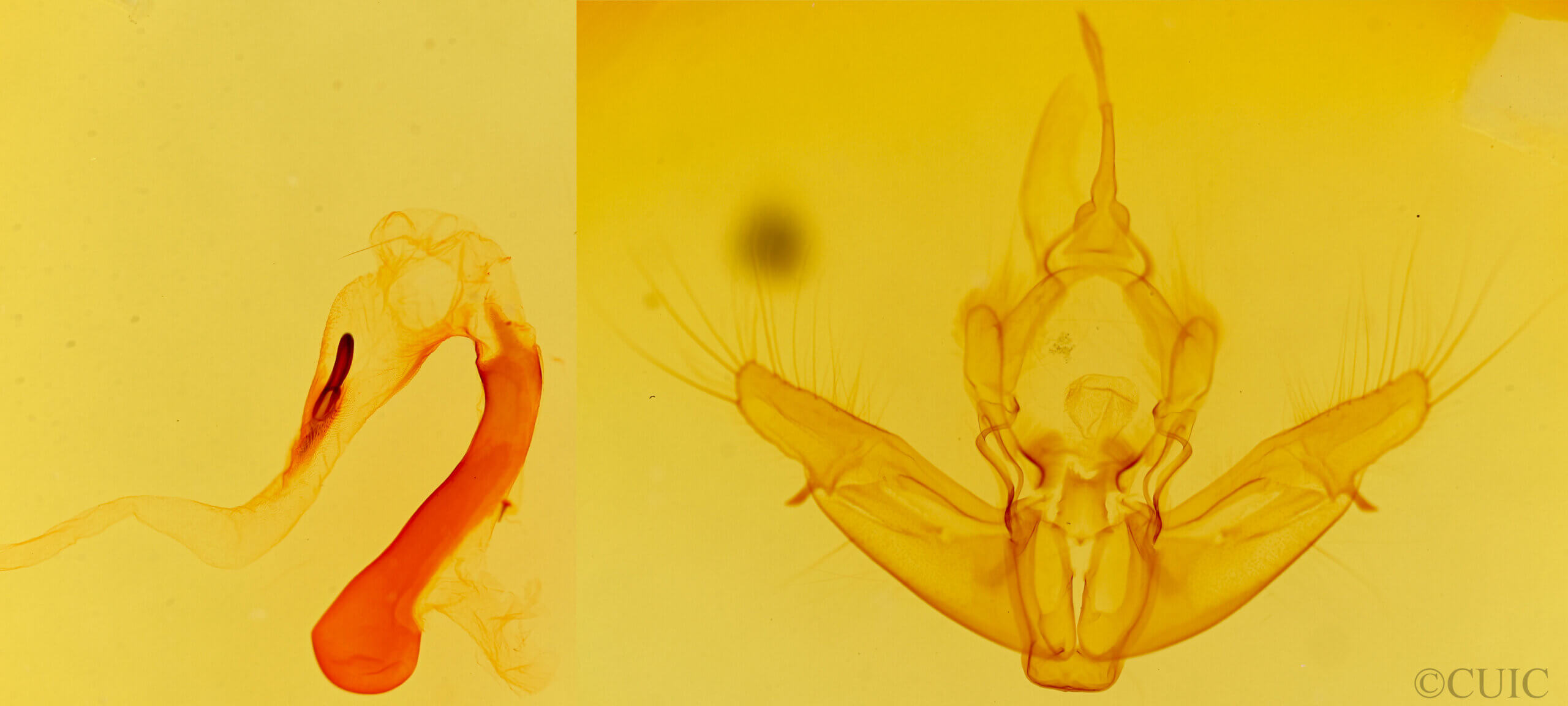 genitalia view of adult Helotropha reniformis