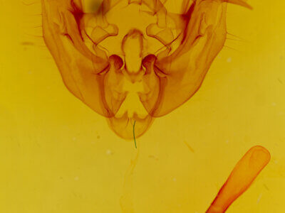 genitalia view of adult Apamea contradicta