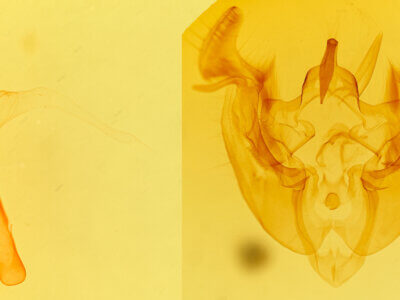 genitalia view of adult Apamea commoda