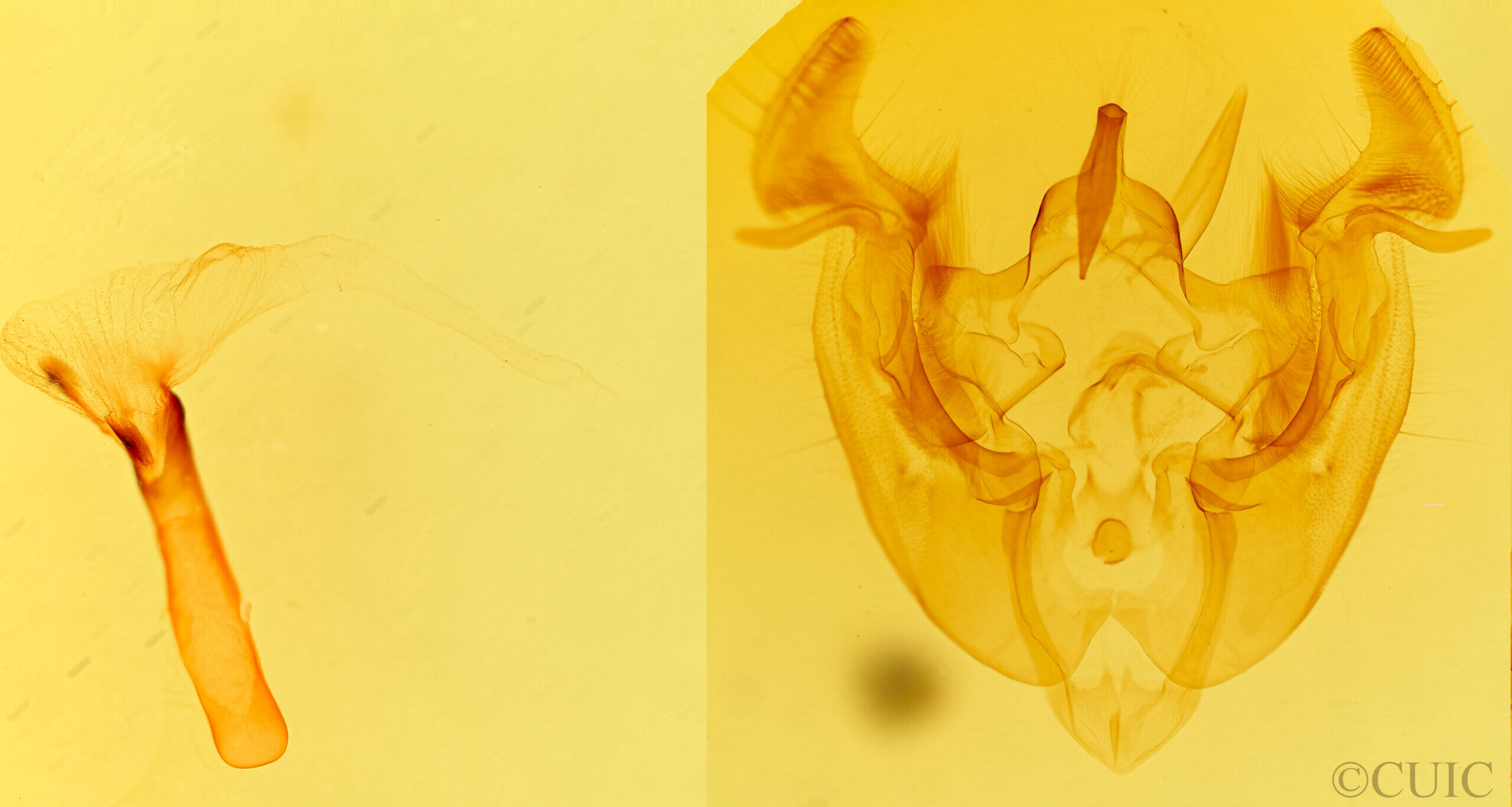 genitalia view of adult Apamea commoda