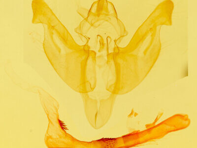 genitalia view of adult Luperina testacea