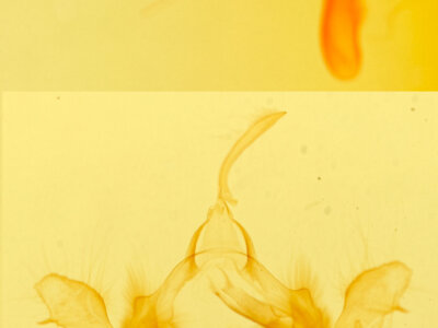 genitalia view of adult Celaena haworthii