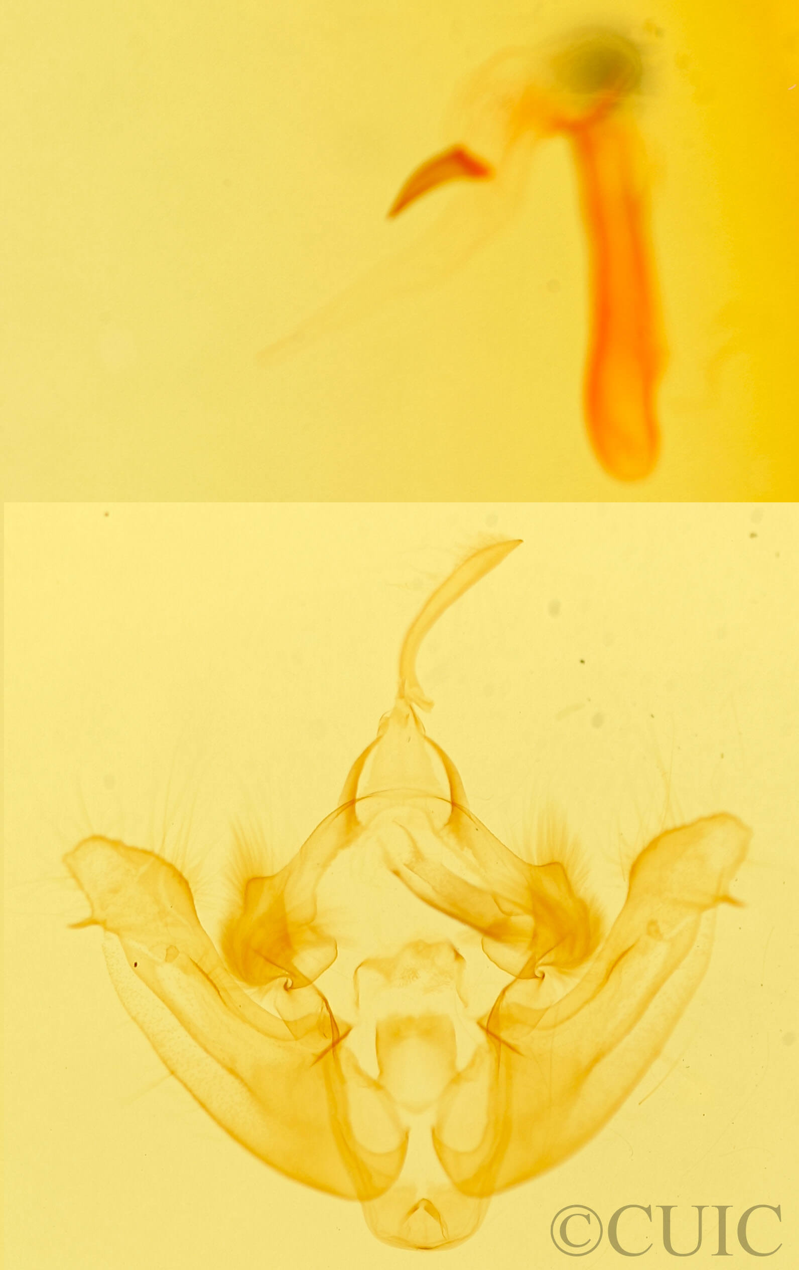 genitalia view of adult Celaena haworthii