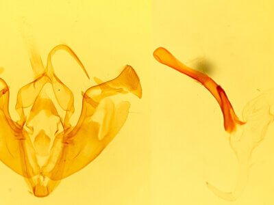 genitalia view of adult Actinotia intermediata