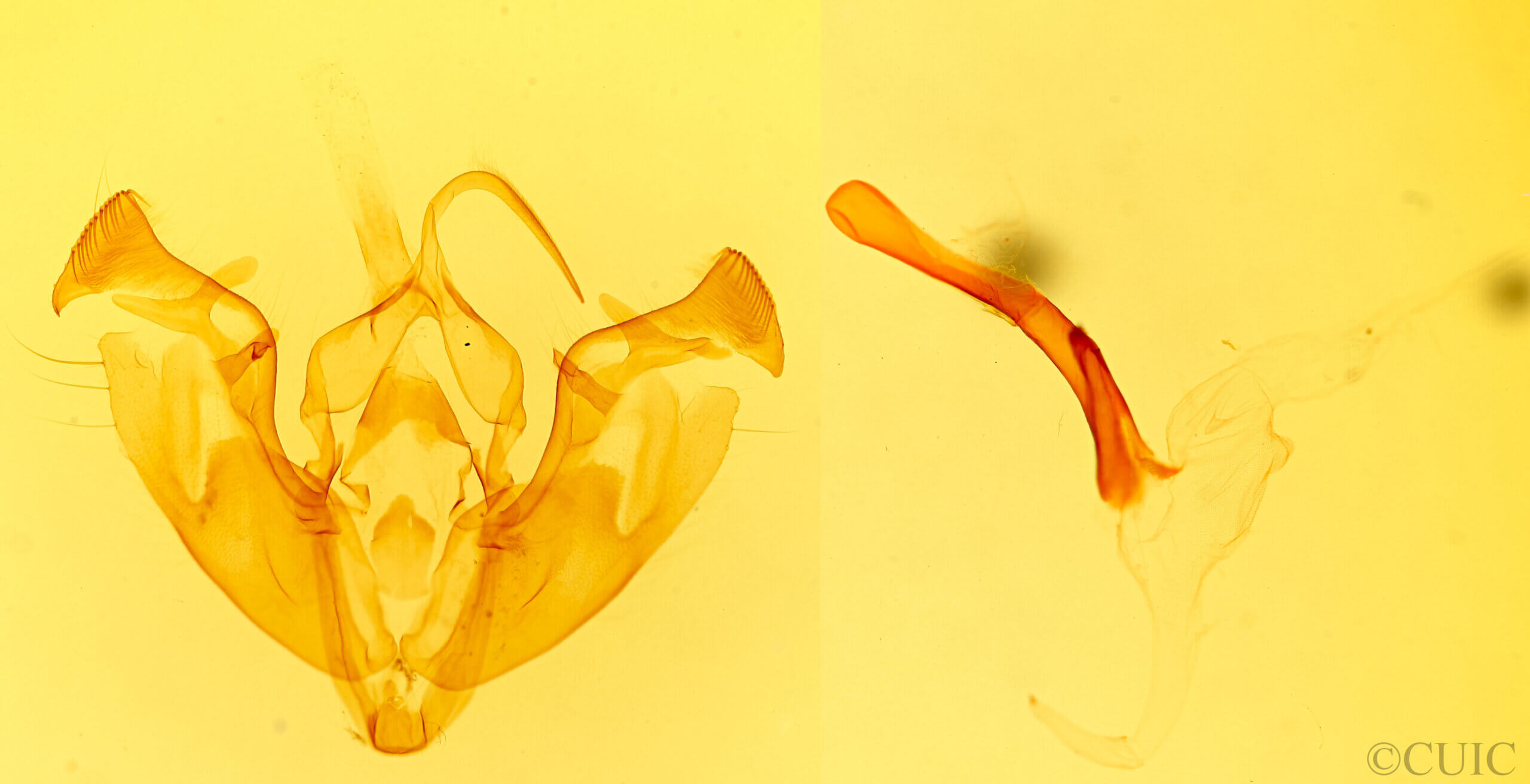 genitalia view of adult Actinotia intermediata