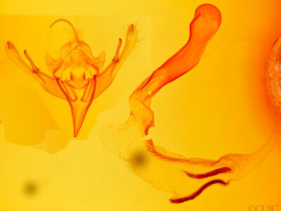 genitalia view of adult Mesogona sp.