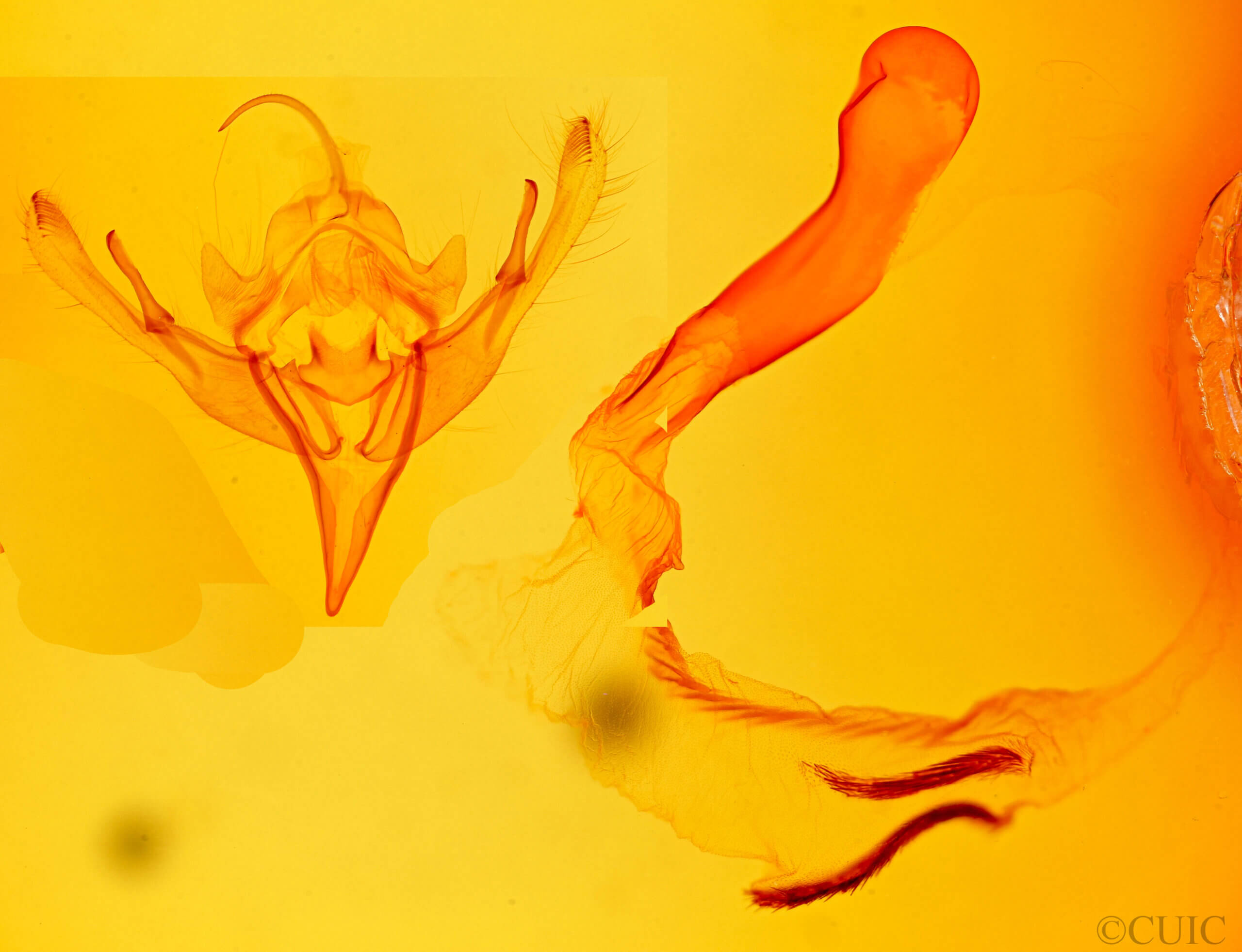 genitalia view of adult Mesogona sp.