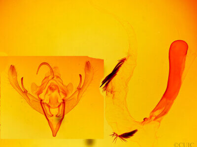 genitalia view of adult Mesogona sp.