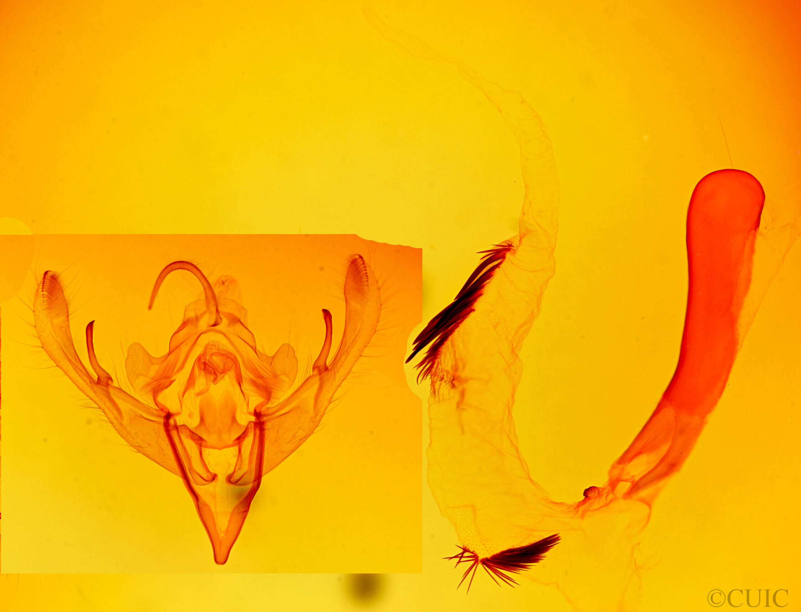 genitalia view of adult Mesogona sp.