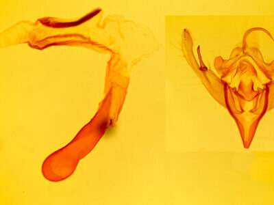 genitalia view of adult Mesogona sp.