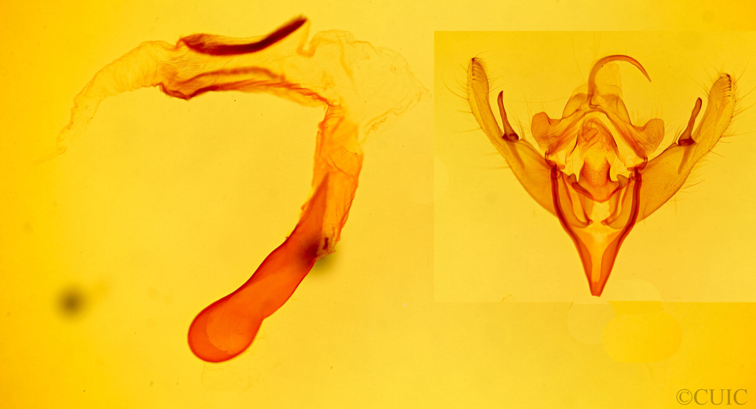 genitalia view of adult Mesogona sp.