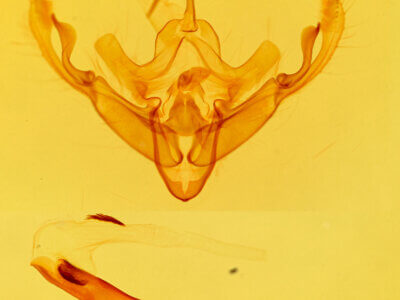 genitalia view of adult Eucirrhoedia pampina