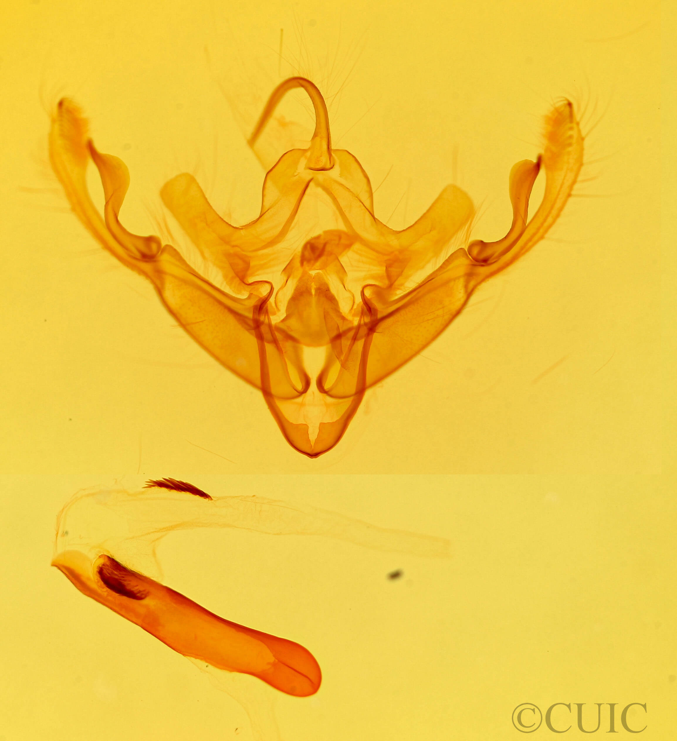 genitalia view of adult Eucirrhoedia pampina