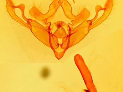 genitalia view of adult Eucirrhoedia pampina