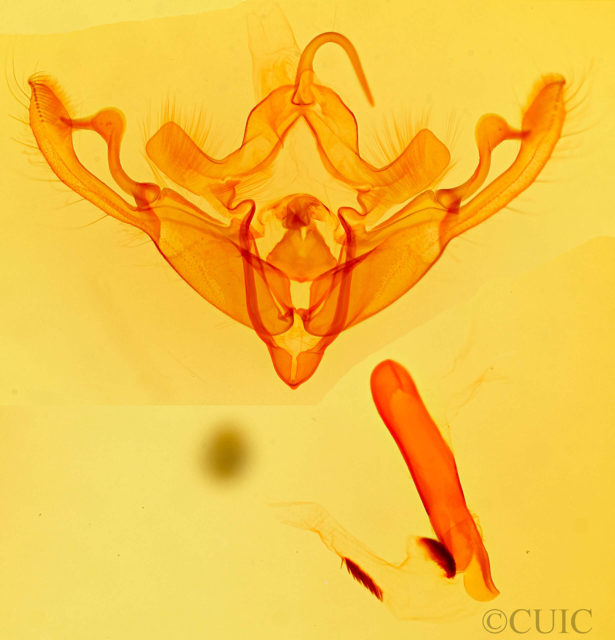 genitalia view of adult Eucirrhoedia pampina