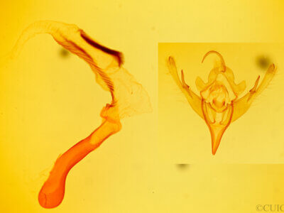 genitalia view of adult Mesogona sp.