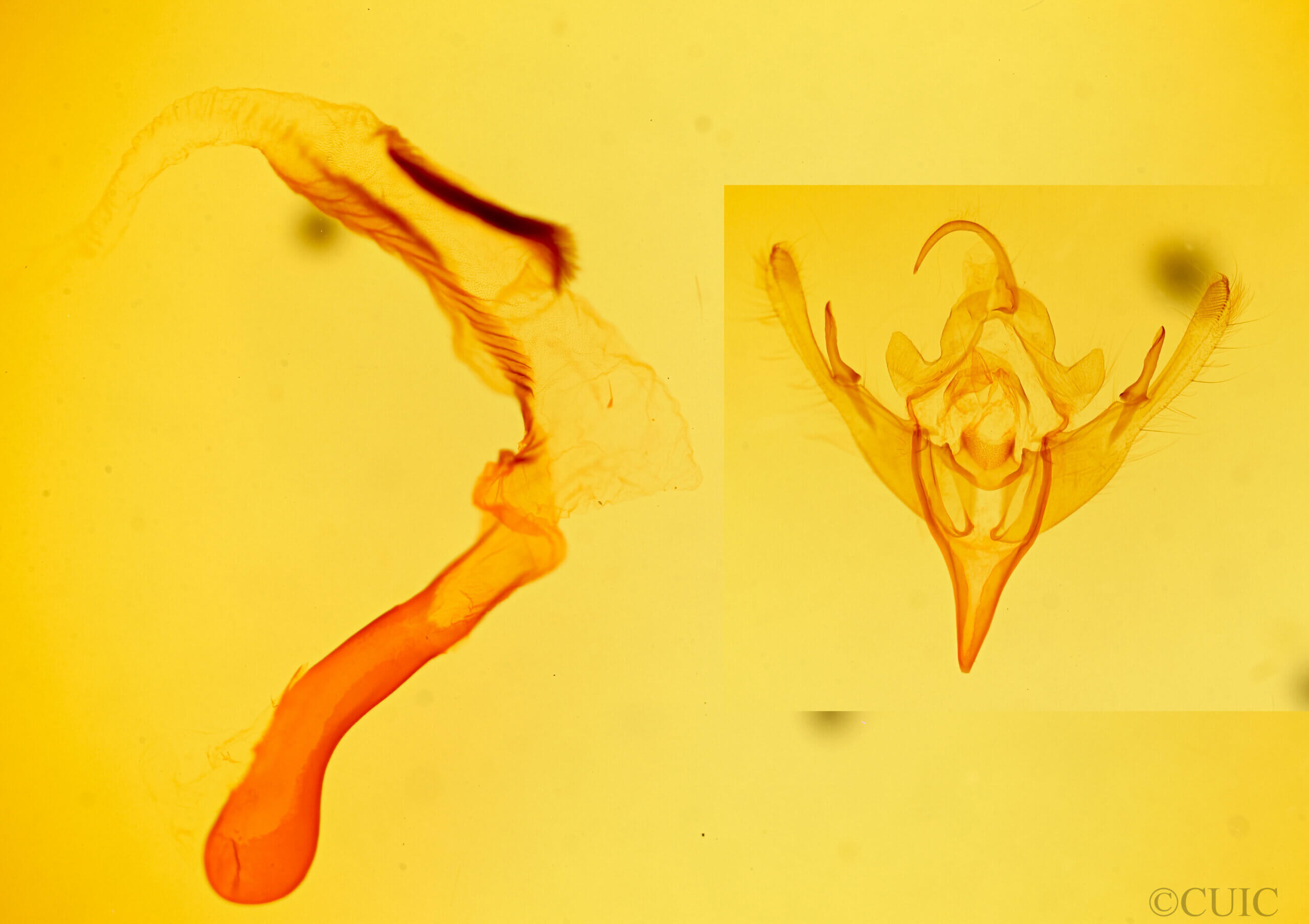 genitalia view of adult Mesogona sp.