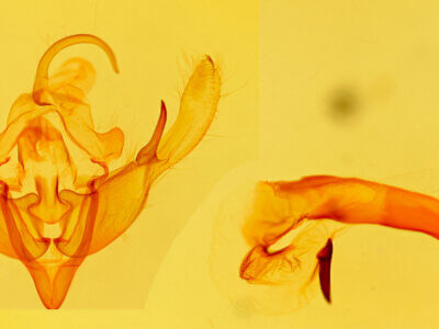 genitalia view of adult Mesogona acetosellae