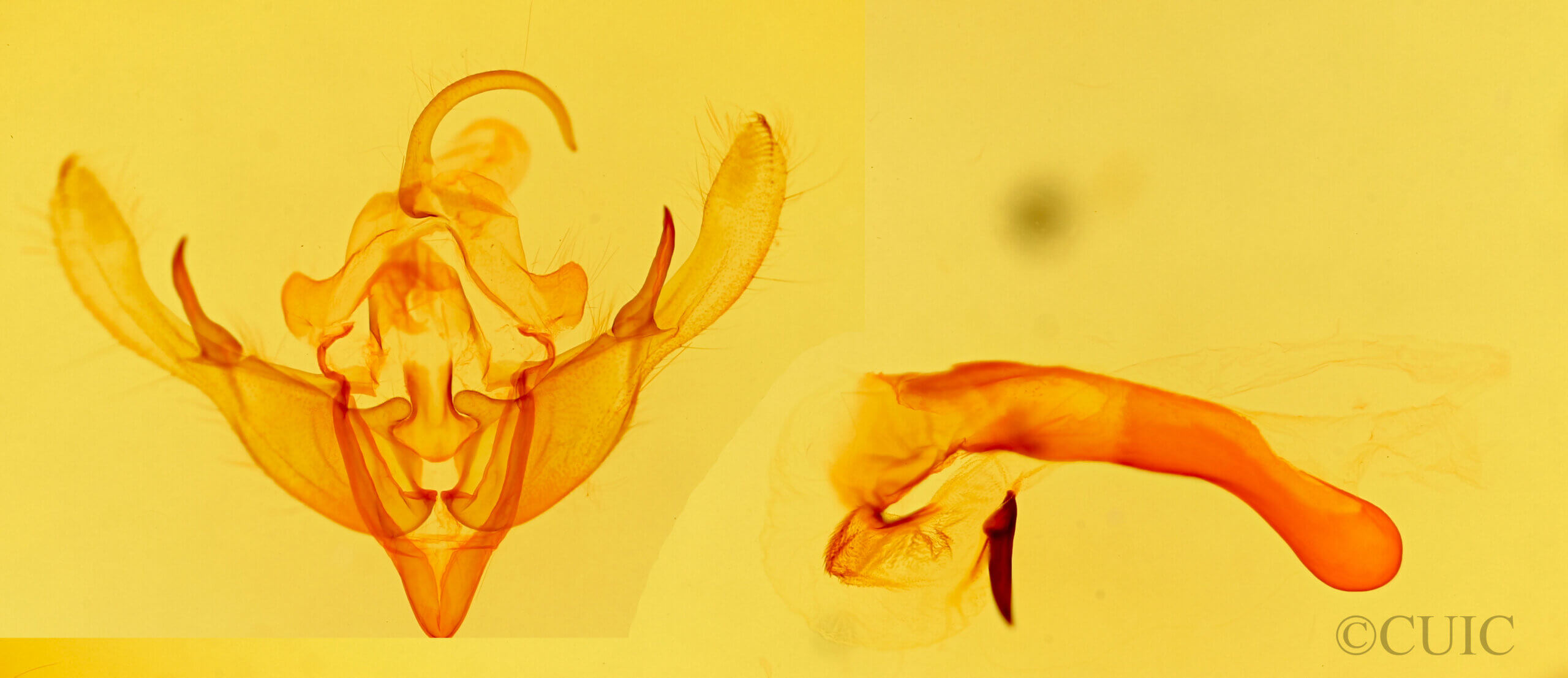 genitalia view of adult Mesogona acetosellae